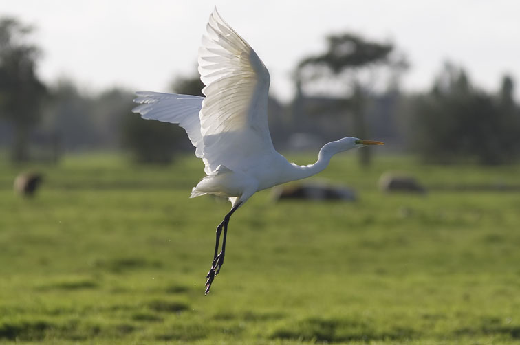 Grotezilverreiger171007